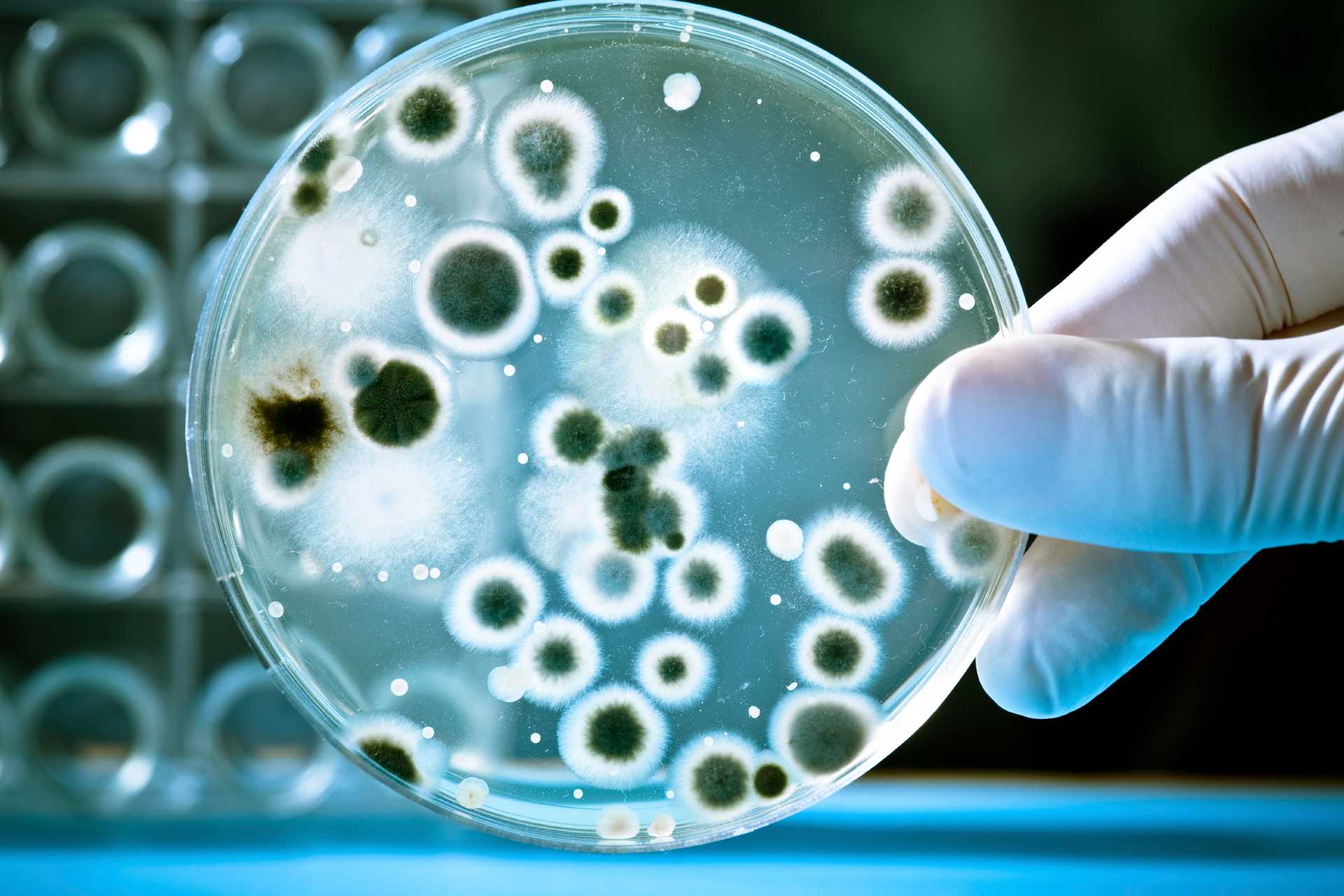 Picture of a hand in gloves holding a bio-stock.