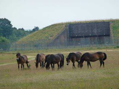 Large concrete building surrounded by fields. Horses are seen grazing in the foreground.